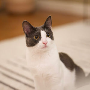 Meet your Posher, Qingtao